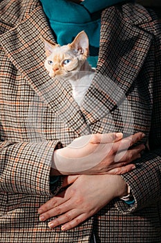 Cats Portrait. Obedient Devon Rex Cat With Bright White Orange Fur Color Peeks Out From Under Owners Coat. Curious