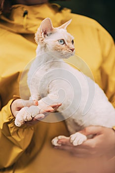 Cats Portrait. Obedient Devon Rex Cat With Cream Fur Color Sitting On Hands. Curious Playful Funny Cute Beautiful Devon