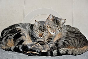 Cats portrait. Two cats huddled against each other