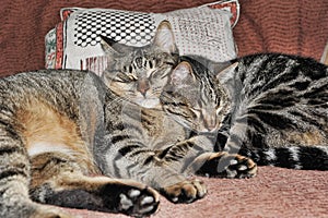Cats portrait. Two cats huddled against each other