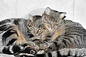 Cats portrait. Two cats huddled against each other