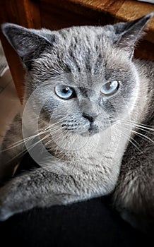 Cats portray blue eyes