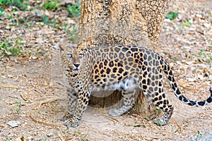 Cats predator Sri Lankan leopard Panthera pardus kotiya. Wildl photo