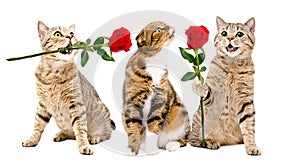 Cats presents a rose to a cat