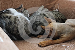 Cats and puppy playing on the chair 30675