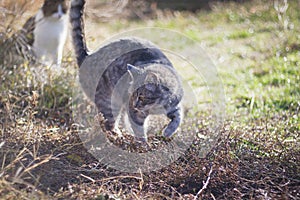 Cats after a rain