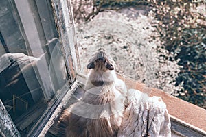 Cats relaing on window sill and smelling fresh spring air