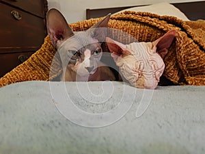 Cats relaxing under a orange blanket. Hairless cat sphynx pets