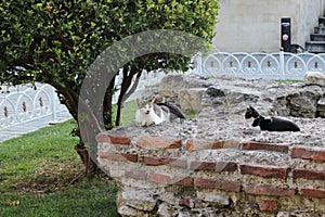 Cats are resting on the ancient wall ruins in Istanbul, Turkey