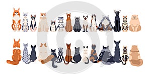 Cats row of different breeds, front and back rear views, tails. Cute feline animals sitting in line, horizontal border