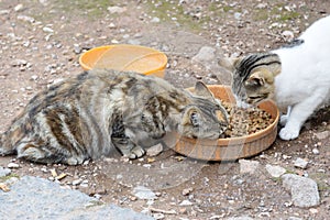 Cats in the ruins of ancient Delphi