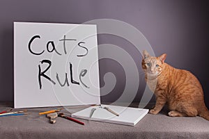 Cats rule with orange tabby cat