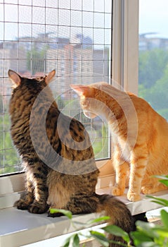 Cats safely walking and birds watching on the windowsill. Falling from height protection concept