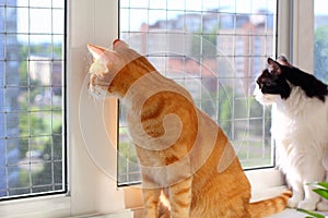 Cats safely walking on the windowsill. Falling from height protection concept