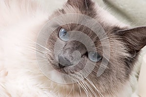 Cats series - ragdoll