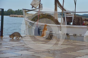 cats on the shore near a fishing boat waiting for fresh fish for breakfast, Greece