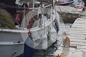 cats on the shore near a fishing boat waiting for fresh fish for breakfast, Greece