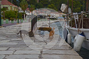 cats on the shore near a fishing boat waiting for fresh fish for breakfast, Greece