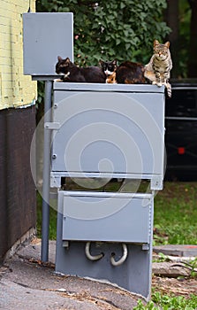Cats sit on the electrical switchboard near the wall of the house