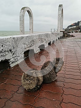 Cats sit on the embankment by the sea