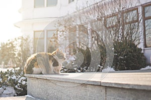 Cats sit in the warm sunshine