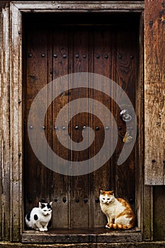 Cats sitting by a Barn door