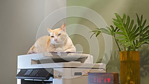 Cats sitting on a multifunction laser printer in home-office documents .