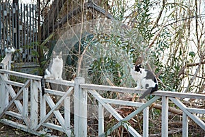 Cats sitting on the old white fence
