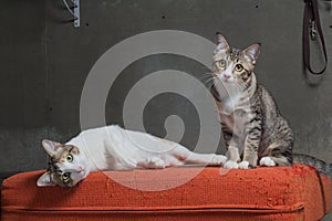 Cats sitting on scratched orange fabric sofa