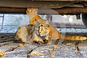 Cats sitting on stones under the car