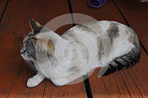 Cats sitting on a wooden red porch 30700