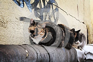 Cats sleep on the pipe