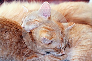 Cats sleeping photo