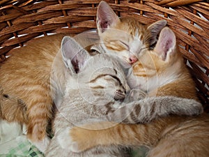 Cats sleeping in the basket