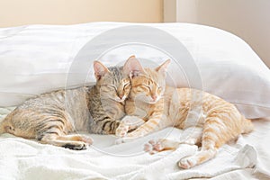 cats Sleeping on the bed And warm morning light