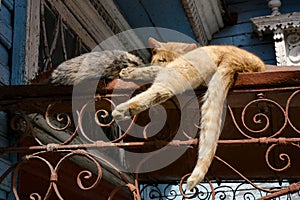 Cats sleeping in the bright sun on the rusty iron roof of an old wooden house