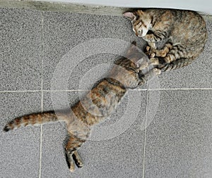 Cats are sleeping with his twin