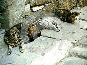 Cats sleeping on the street during siesta