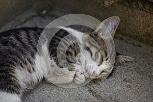 Cats sleeping on the street stairs