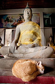 Cats sleeping in the temple