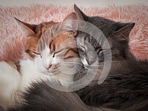 Cats sleeping together. The friendship of the two cats, love and tenderness