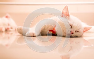 Cats sleeping on white floor cute baby animal