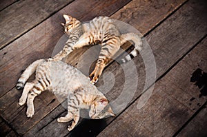 Cats Sleeping on Wooden Floor