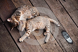 Cats Sleeping on Wooden Floor