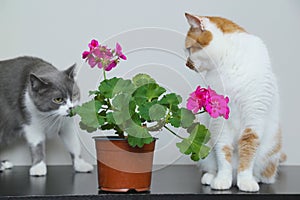 A cats sniffs flowers. Houseplant in a pot on the table. Flowering indoor plants
