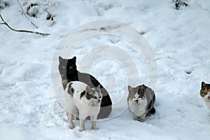 Cats on the snow 2