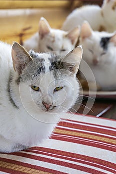 Cats snuggling together