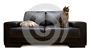 Cats on a sofa