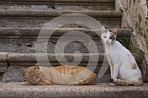 Cats on the stairs