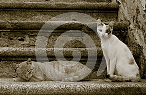 Cats on the stairs